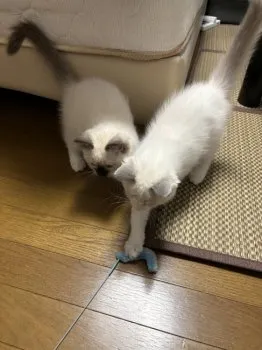 まめごはん 様のお迎えした子猫