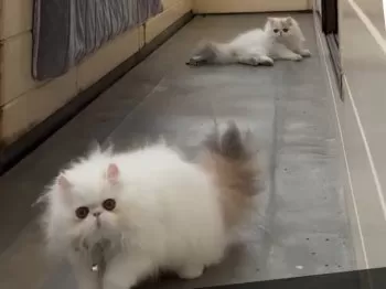 M.T 様のお迎えした子猫