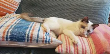 こいき 様のお迎えした子猫