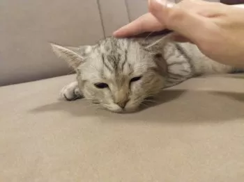 たけ 様のお迎えした子猫