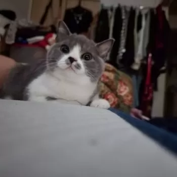 U 様のお迎えした子猫