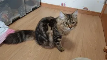 七転八倒 様のお迎えした子猫