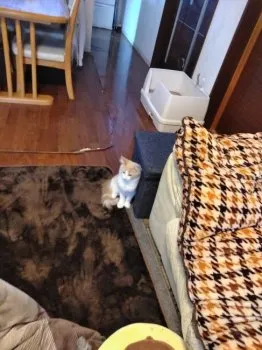 あやこ 様のお迎えした子猫