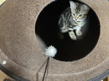 nori 様のお迎えした子猫