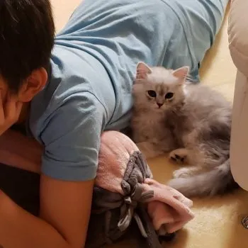 クク 様のお迎えした子猫