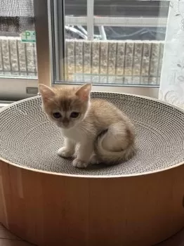 Y.M 様のお迎えした子猫