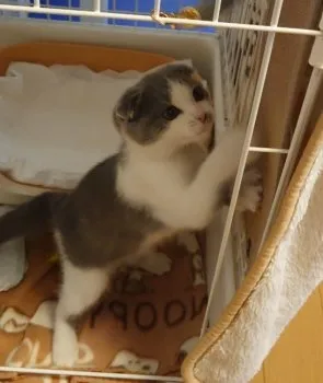 A.N 様のお迎えした子猫