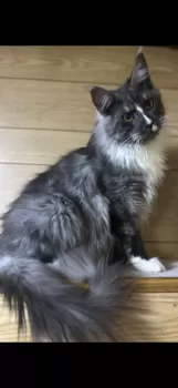 N 様のお迎えした子猫