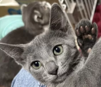 ルーン ママ 様のお迎えした子猫