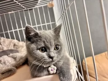 S.M 様のお迎えした子猫