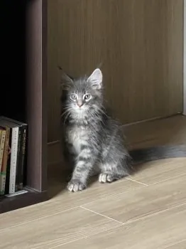 IKORI 様のお迎えした子猫