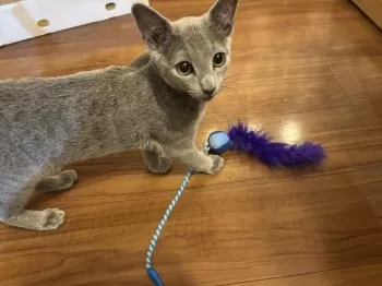 N.T 様のお迎えした子猫