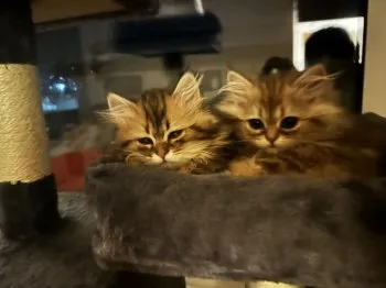 シゲ 様のお迎えした子猫