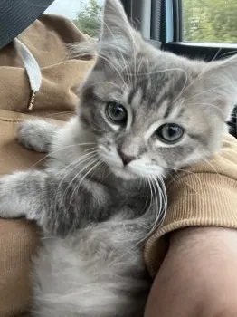 ゆっきー 様のお迎えした子猫