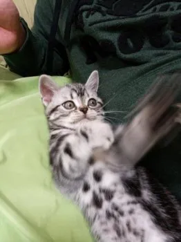 ニャンママ 様のお迎えした子猫