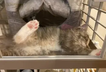 Y.N 様のお迎えした子猫