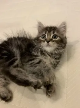 とも 様のお迎えした子猫