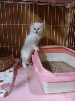 千姫 様のお迎えした子猫