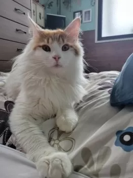 HAKUEI 様のお迎えした子猫