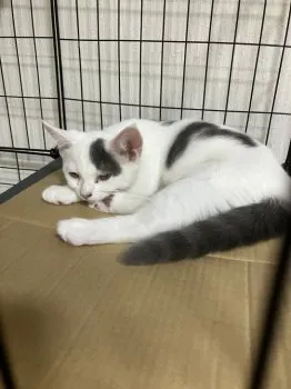 aoki 様のお迎えした子猫