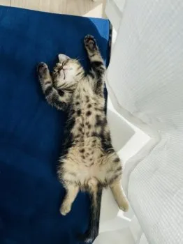 ピスタチオ 様のお迎えした子猫