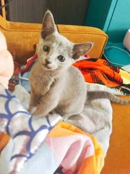 オクラチャン 様のお迎えした子猫