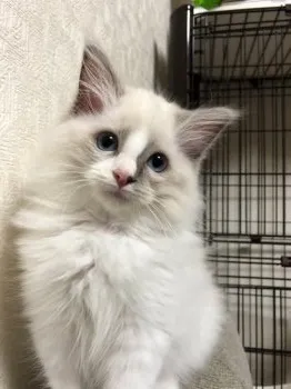 くもうた 様のお迎えした子猫