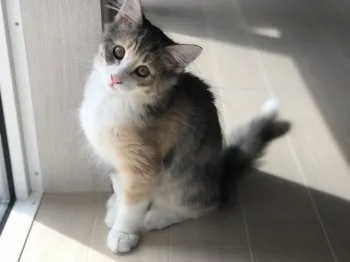 ai 様のお迎えした子猫