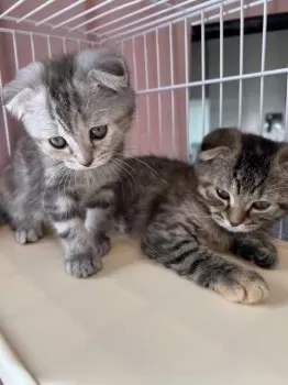 hanako 様のお迎えした子猫