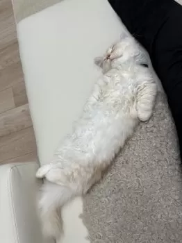 E.S 様のお迎えした子猫