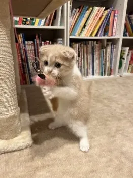 A.K 様のお迎えした子猫