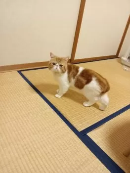 エキゾチック 様のお迎えした子猫