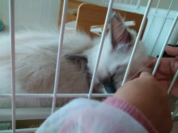 ちおちお 様のお迎えした子猫