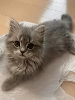 ちょこみんと 様のお迎えした子猫