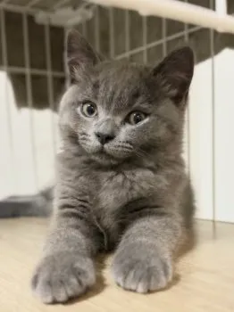 KC 様のお迎えした子猫