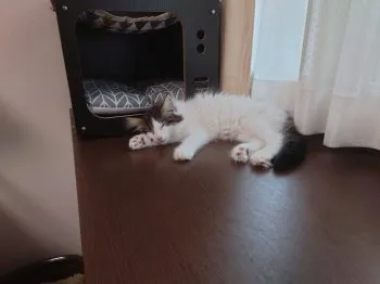 Y.N 様のお迎えした子猫