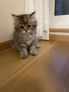 アンジェ 様のお迎えした子猫