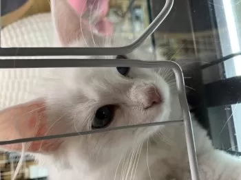 しーかめ 様のお迎えした子猫