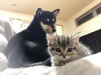 みーちゃん 様のお迎えした子猫