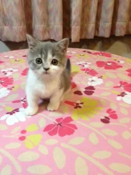 てんまる 様のお迎えした子猫