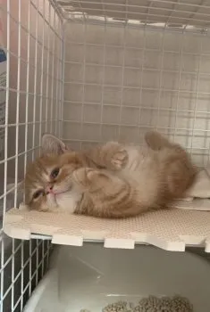 みー 様のお迎えした子猫