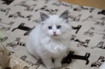 Momo&Taro 様のお迎えした子猫