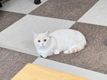 T.C 様のお迎えした子猫
