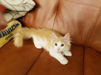 みっくん 様のお迎えした子猫