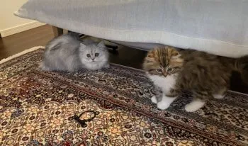るるろろ 様のお迎えした子猫