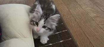 H.N 様のお迎えした子猫