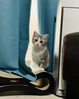 ニコパパ 様のお迎えした子猫