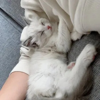 柚子胡椒 様のお迎えした子猫