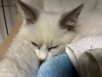 funarist 様のお迎えした子猫