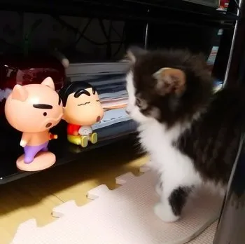 kiku 様のお迎えした子猫